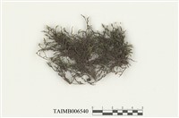 藏品(砂苔屬)的圖片